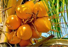 King Coconut Sri Lanka King Coconut Sri Lanka